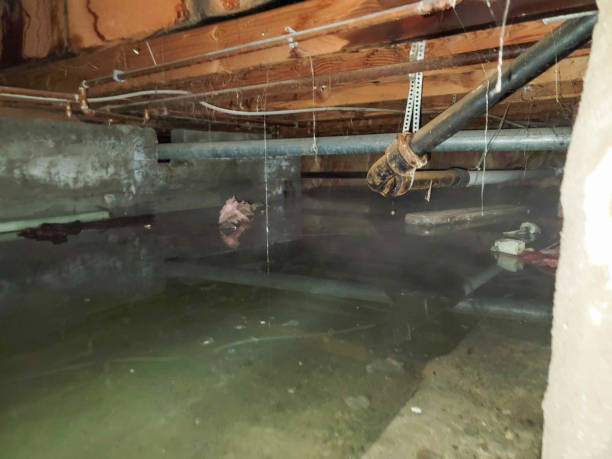 Best Mold removal after water damage  in Glencoe, FL