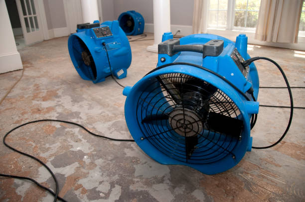 Best Professional water damage repair  in Glencoe, FL